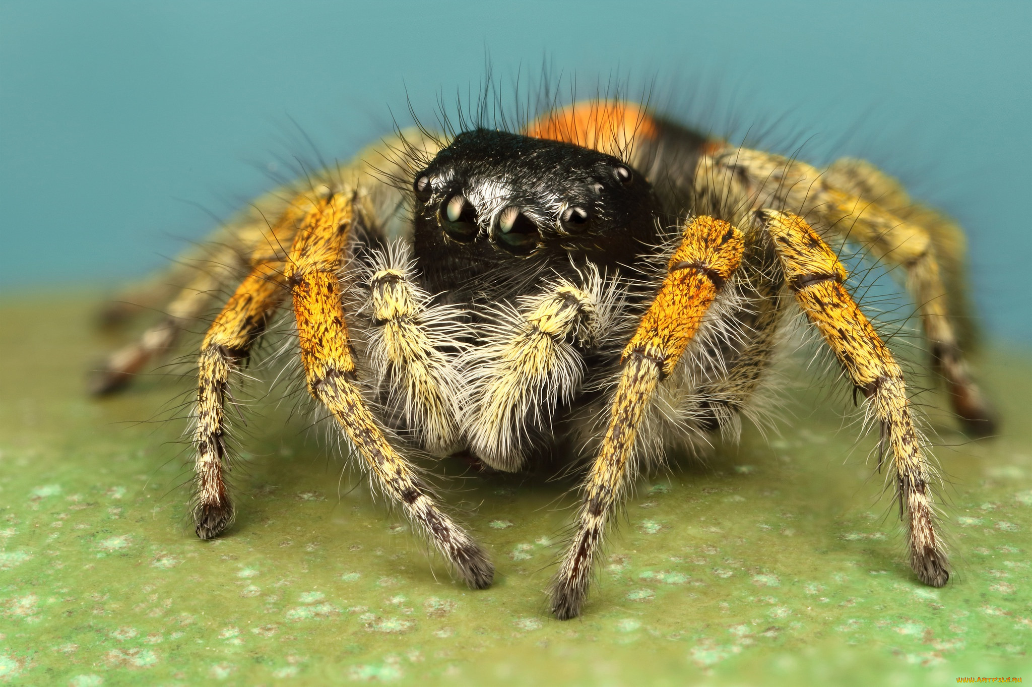 ��������, �����, ��������